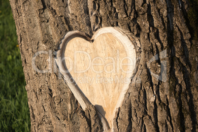 Hearth shaped tree bark