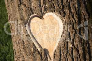 Hearth shaped tree bark