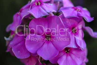 Beautiful bouquet of purple flowers centered