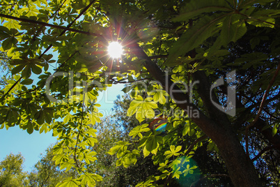 Bright sun in the tree