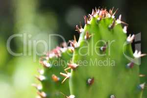 Cactus like plant