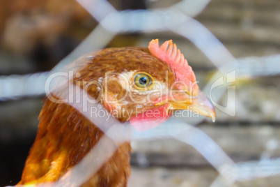 Chicken through fence