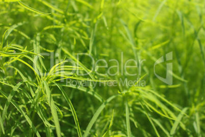 Green leafs macro