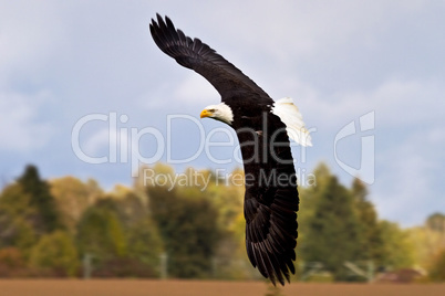Flying bald eagle lat. haliaeetus leucocephalus in a park