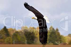 Flying bald eagle lat. haliaeetus leucocephalus in a park