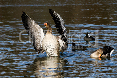 The greylag goose, Anser anser is a species of large goose