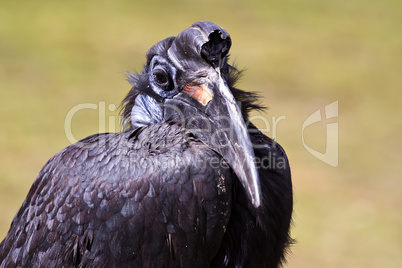 Abyssinian northern Ground Hornbill, Bucorvus abyssinicus strange bird