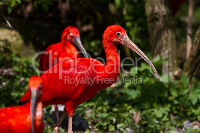 Scarlet ibis, Eudocimus ruber. Wildlife animal in the zoo