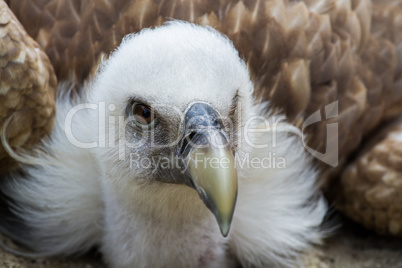 Griffon vulture Gyps fulvus in a german nature park