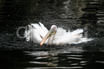 Great White Pelican, Pelecanus onocrotalus in the zoo