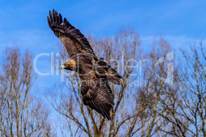 Golden eagle, Aquila chrysaetos sitting on a branch