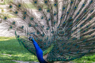 Indian Peacock or Blue Peacock, Pavo cristatus in the zoo