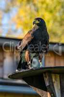 Harris's hawk, Parabuteo unicinctus, bay-winged hawk or dusky hawk