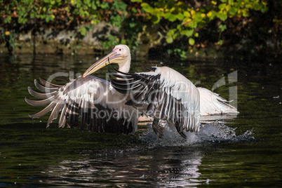 Great White Pelican, Pelecanus onocrotalus in the zoo