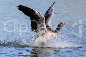 The greylag goose, Anser anser is a species of large goose