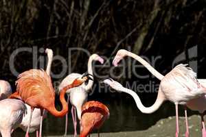 The American flamingo, Phoenicopterus ruber is a large species of flamingo