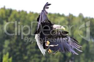 Portrait of a bald eagle lat. haliaeetus leucocephalus