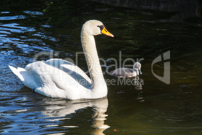 Mute swan, Cygnus olor swimming on a lake