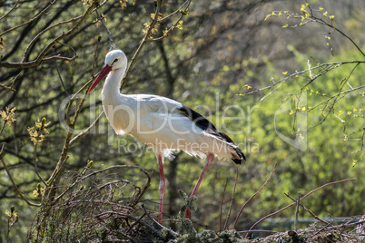 European white stork, Ciconia ciconia in a german nature park