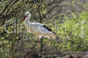 European white stork, Ciconia ciconia in a german nature park