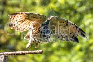 Siberian eagle owl, bubo bubo sibiricus. The biggest owl in the world