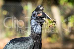 Abyssinian northern Ground Hornbill, Bucorvus abyssinicus strange bird