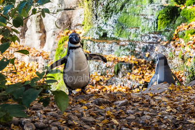 Humboldt Penguin, Spheniscus humboldti in the zoo