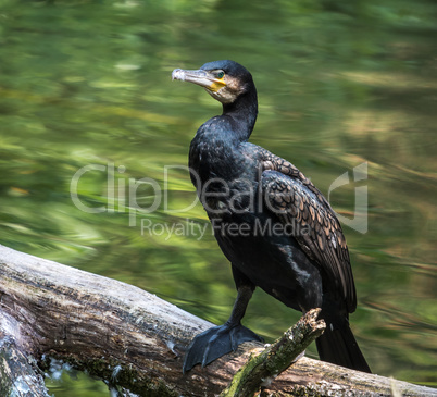 The great cormorant, Phalacrocorax carbo drying his feathers.