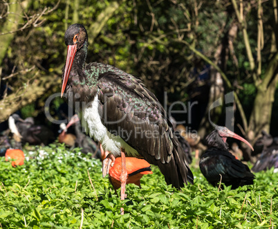 Black stork, Ciconia nigra in a german nature park