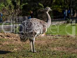 Darwin's rhea, Rhea pennata also known as the lesser rhea.