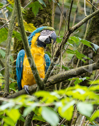 The Blue-and-yellow Macaw, Ara ararauna is a large South American parrot