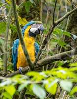 The Blue-and-yellow Macaw, Ara ararauna is a large South American parrot