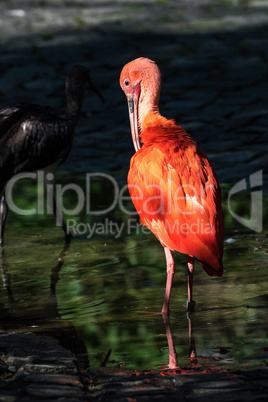 Scarlet ibis, Eudocimus ruber. Wildlife animal in the zoo