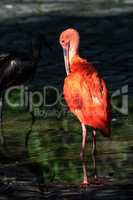 Scarlet ibis, Eudocimus ruber. Wildlife animal in the zoo