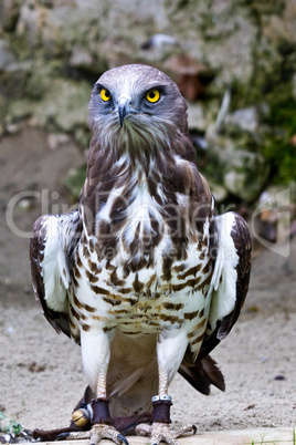 Short-toed snake eagle, circaetus gallicus also known as short-toed eagle
