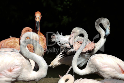 The American flamingo, Phoenicopterus ruber is a large species of flamingo