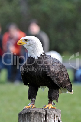 Portrait of a bald eagle lat. haliaeetus leucocephalus