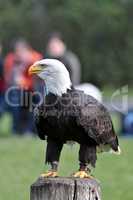 Portrait of a bald eagle lat. haliaeetus leucocephalus