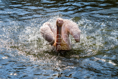 Great White Pelican, Pelecanus onocrotalus in the zoo