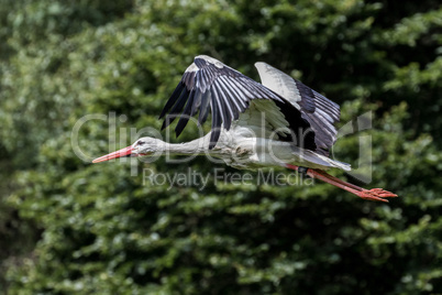 Flying European white stork, Ciconia ciconia in a german nature park
