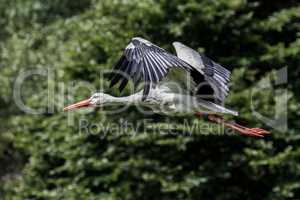 Flying European white stork, Ciconia ciconia in a german nature park