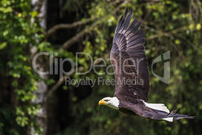 Flying bald eagle lat. haliaeetus leucocephalus in a park