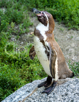 Humboldt Penguin, Spheniscus humboldti in the zoo