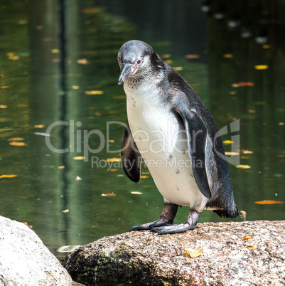Humboldt Penguin, Spheniscus humboldti in the zoo