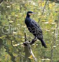 The great cormorant, Phalacrocorax carbo drying his feathers.