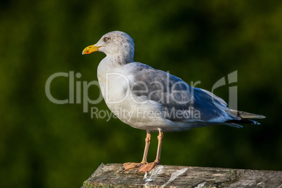 Seagull standing against natural green background.
