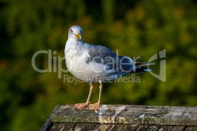 Seagull standing against natural green background.