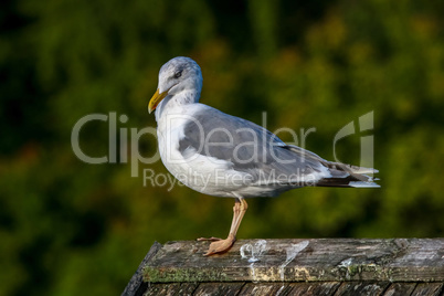 Seagull standing against natural green background.