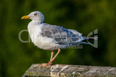 Seagull standing against natural green background.