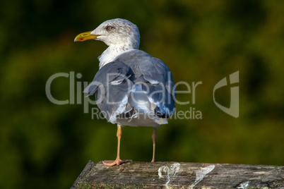 Seagull standing against natural green background.